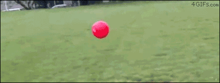 dog-flips-over-ball1